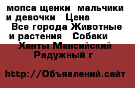 мопса щенки -мальчики и девочки › Цена ­ 25 000 - Все города Животные и растения » Собаки   . Ханты-Мансийский,Радужный г.
